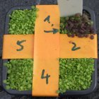 Different colour leaves in the presence of nitrogen-dioxide, a marker for landmines