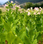 Tobacco plants