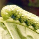 The tobacco hornworm is an insect pest that is vulnerable to the Bt toxin
