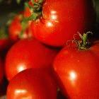 Gabonese researchers have filed patents for cancer-fighting tomato extracts