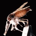 The fungi spread through the mosquitoes, eventually killing them