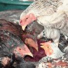 Chickens for sale in a Cambodian market