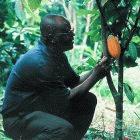 The IAEA's work in developing nations includes helping Ghana develop disease resistant cocoa trees.