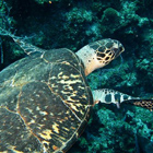 Tortuga manrina