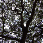 Árbol en Colombia