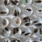 T. dimidiata, vector of Chagas disease that can cause cardiovascular disease