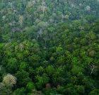 Tropical forest in Panama