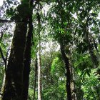 looking up at rainforest canopy