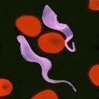 Trypanosome parasite among red blood cells