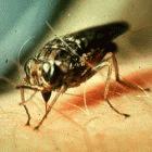 Tsetse Fly Infection