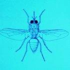 The tsetse fly transmits the sleeping sickness parasite