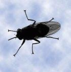 A tsetse fly