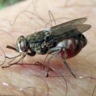 Tsetse fly