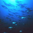 Tuna