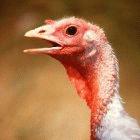 Infected turkeys were detected in Abidjan, Ivory Coast