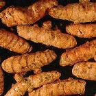 Turmeric rhizomes