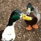This week, Vietnamese scientists found H5N1 in ducks