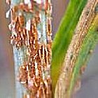 A plant affected by Ug99