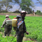 Using pesticides in Ngarenanyuki, Tanzania