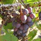 One of the centres will research climate change and viniculture.