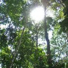 looking up at a rainforest canopy, from below, Venezuala