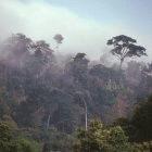 Rising nitrogen emissions could harm plant life in some tropical and subtropical regions