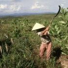 The plans are intended to boost Vietnam's agricultural output