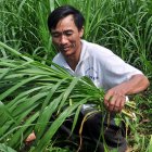 Vietnamese farmer - Flickr/CIAT/Neil Palmer