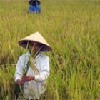 Induced mutation crops include a Vietnamese rice variety that thrives in saline soil