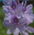 Water weevils eat their way through water hyacinths
