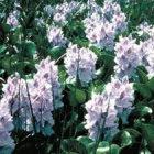 Water hyacinth, introduced to China as pigfeed, as become a problem species there