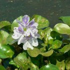 Light blue petalled plant (Water hyacinth) surrounded by green leaves, in water.