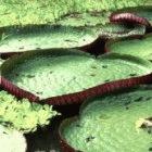 Amazonian waterlilies: Brazil fears 'biopirates' might exploit the country's natural resources