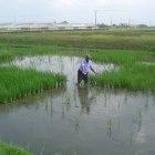 An IRRI scientist with the 'waterproof' rice either side of him