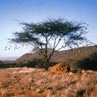 The BES wants to help those studying African ecology to form professional associations