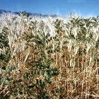 Weeds invade wheat fields in Iraq: agricultural specialists from Iran will help Iraqi researchers improve crop varieties