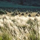 Scientists could transfer new genes into cultivated wheat crops
