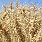 The research will develop drought-resistant wheat