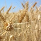 Wheat
