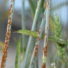 Wheat infected with the fungus <em>Puccinia graminis</em>