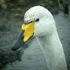 Seven countries have detected the H5N1 virus in wild swans this month
