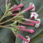 Quinine, one the world's oldest malaria drugs, comes from the cinchona plant