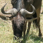 wildebeest