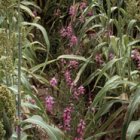 David  Dickson Witchweed and corn