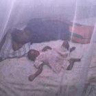 It is difficult to assess bednets' effectiveness in preventing malaria
