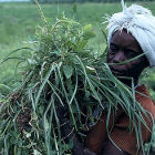 Nigerian woman harvesting crops