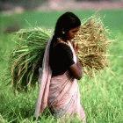 Harvesting rice in India