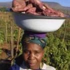 A South African farmer