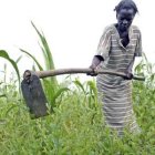 womanfarming_FAOJ-Cendon