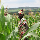 Woman in maize field